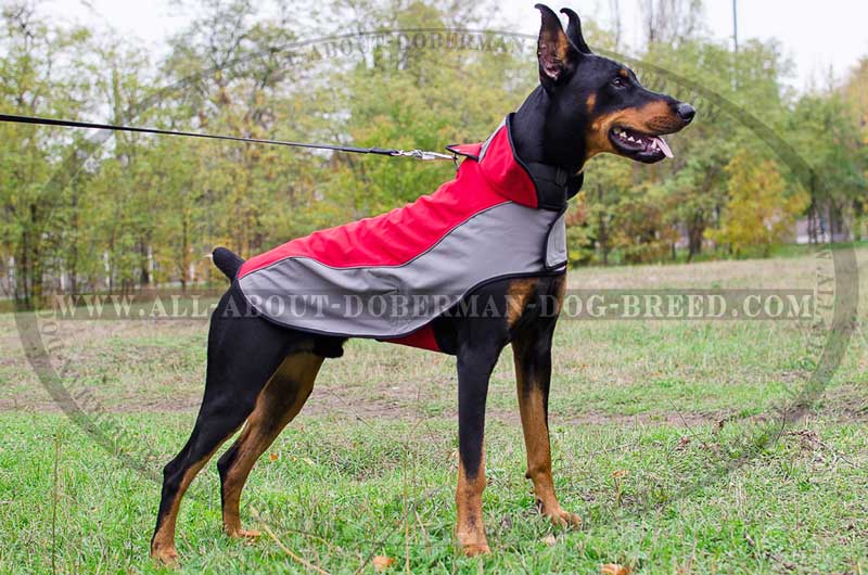 best doberman winter coat