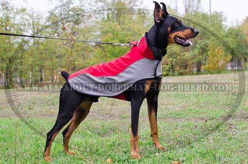 Walk your Doberman in winter with this coat!