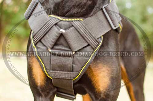 Comfortable nylon Doberman harness 