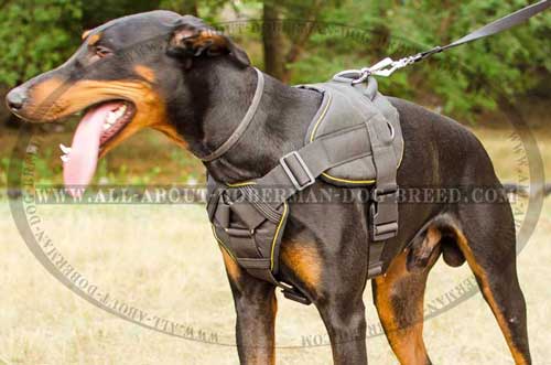 Tracking nylon Doberman harness 