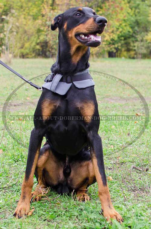 Lightweight nylon Doberman vest with adjustable straps