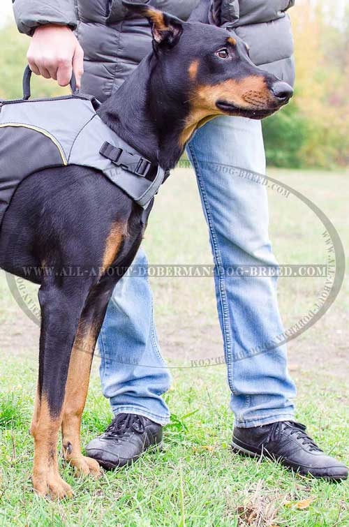 Easy walking Doberman vest