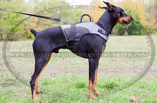 Adjustable nylon vest for Doberman