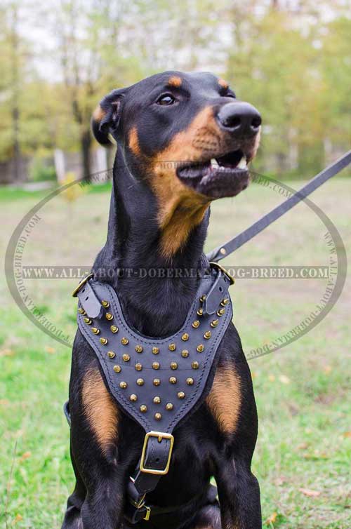 Soft padded leather Doberman harness