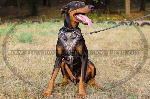 Strong, high value leather harness for Doberman