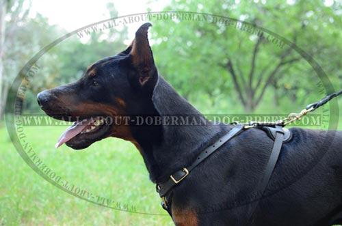 Comfortable leather Doberman harness