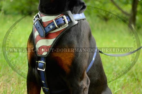 Easy to wear leather harness for Doberman