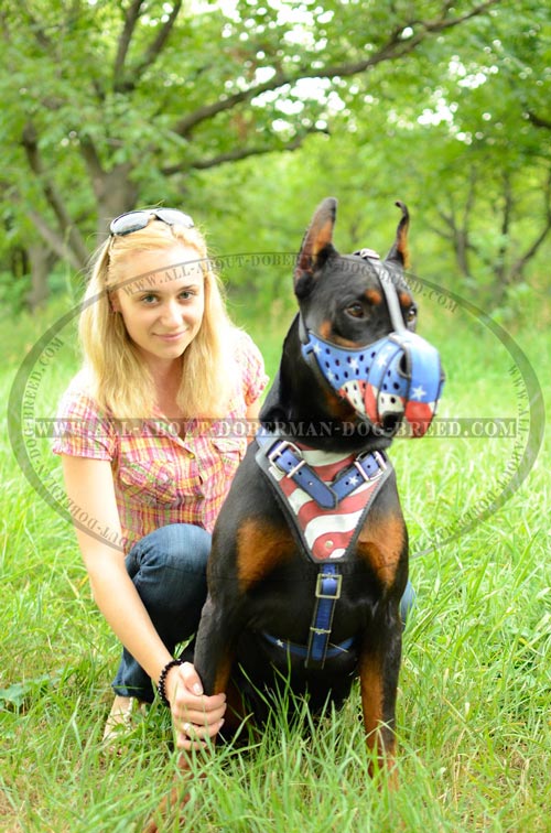 Exclusive design Doberman harness