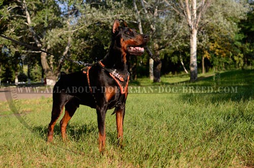 Exclusive design Doberman harness