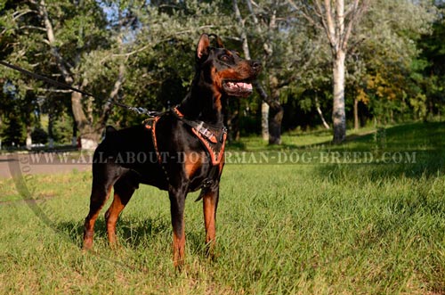 Exclusive design Doberman harness