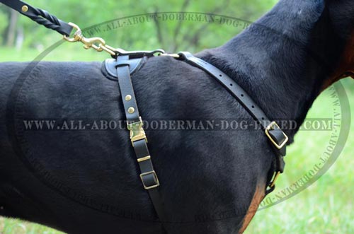 Exclusive design Doberman harness