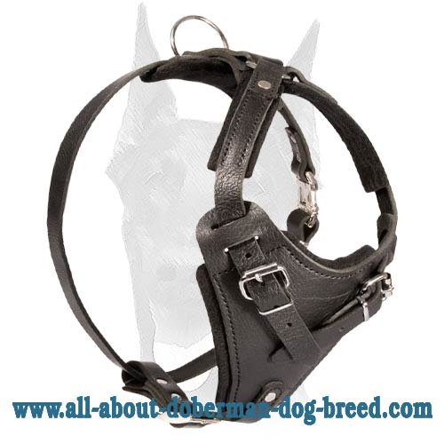 Adjustable Leather Dog Harness for Doberman Training and Daily Walking
