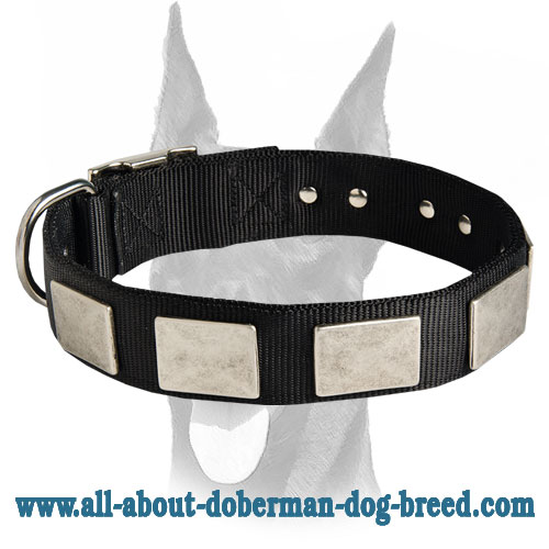 Gorgeous nylon collar with vintage massive plates for Doberman