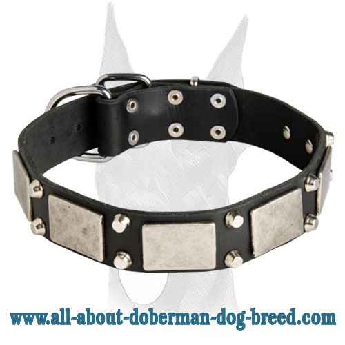Vintage Doberman collar studded with nickel decoration