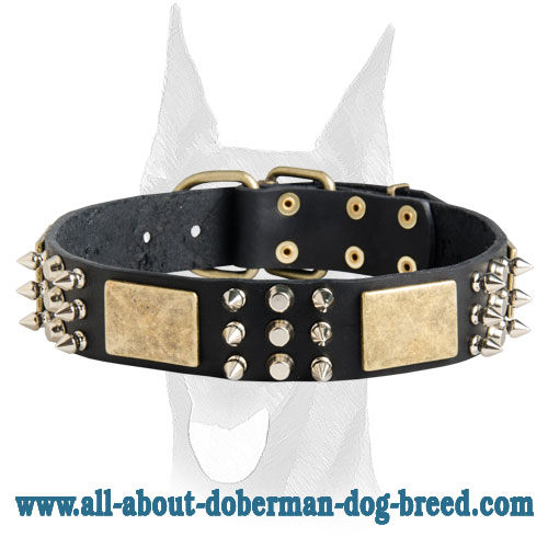 Doberman leather collar with massive brass plates, nickel pyramids and spikes