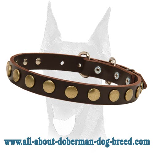Amazing leather collar with attractive brass circles