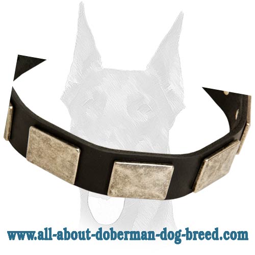 Leather Doberman collar with handset vintage massive nickel plates