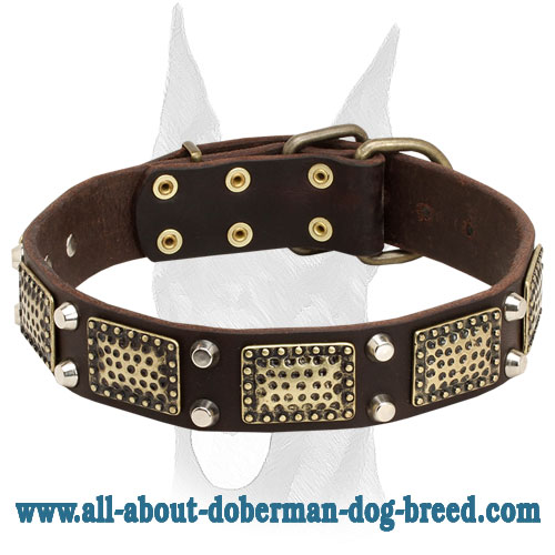 Elegant leather Doberman collar with vintage massive plates and pyramids