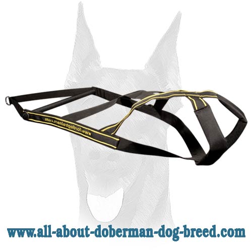 Doberman Dog 【Training】 Set of High-Quality Synthetics and 3 Toys as a Gift  : Doberman Breed: Dog Harness, Doberman Muzzle, Dog Collars