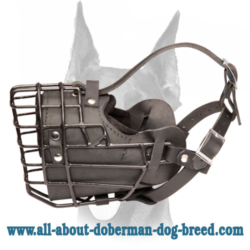 Fully padded rubber covered winter wire cage muzzle for Doberman