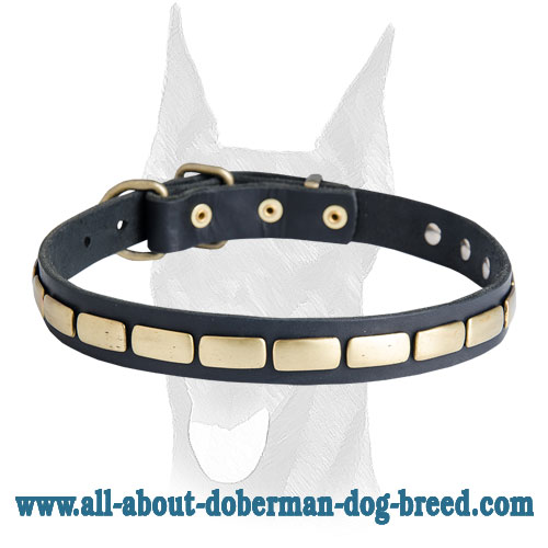 Leather Special Dog Collar With Plates