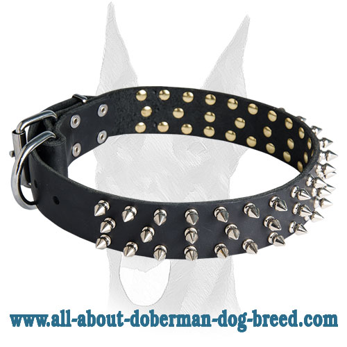 Exclusive design wide leather collar with studs and spikes for Doberman :  Doberman Breed: Dog harness, Muzzle, Collar, Leash