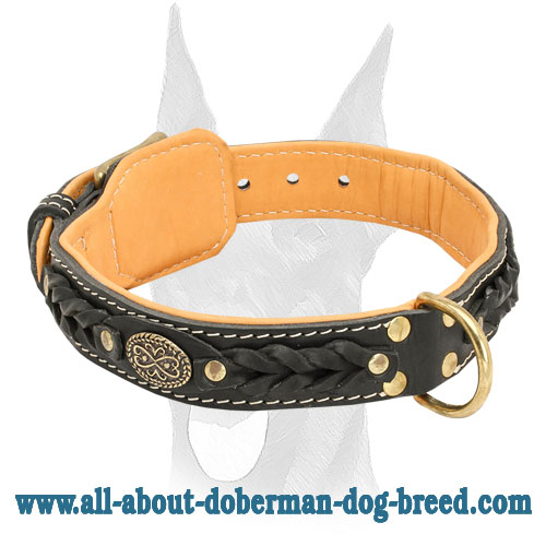 Fancy royal nappa padded leather collar for Doberman - Click Image to Close