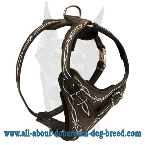 Exclusive "Barbed Wire" leather Doberman harness