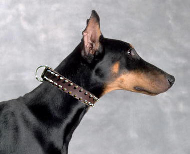 Doberman Leather Spiked Dog Collar for Doberman dog 