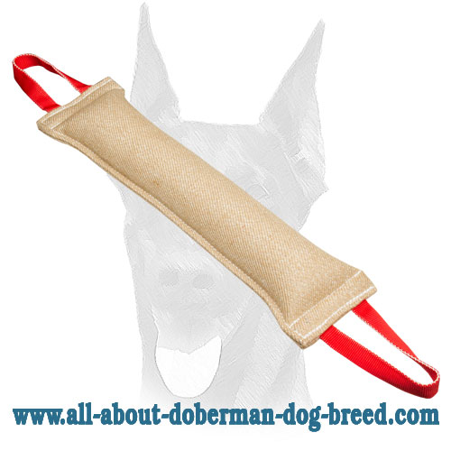 Huge Doberman bite tug of jute