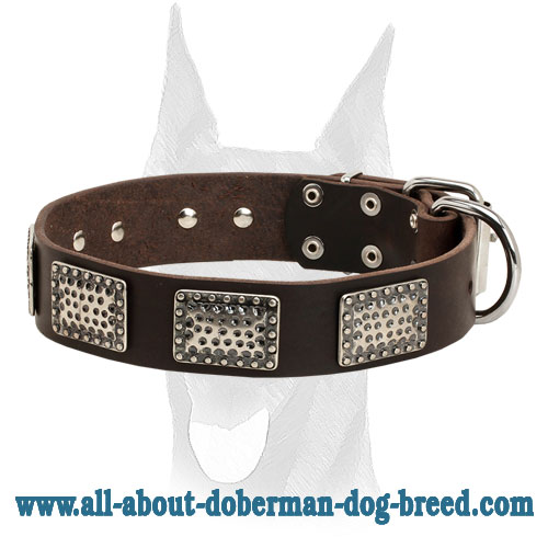 Gorgeous looking leather Doberman collar for stylish walks - Click Image to Close
