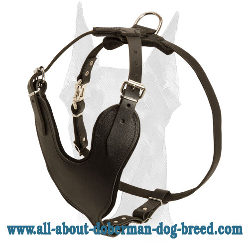 Superior training leather harness for Doberman