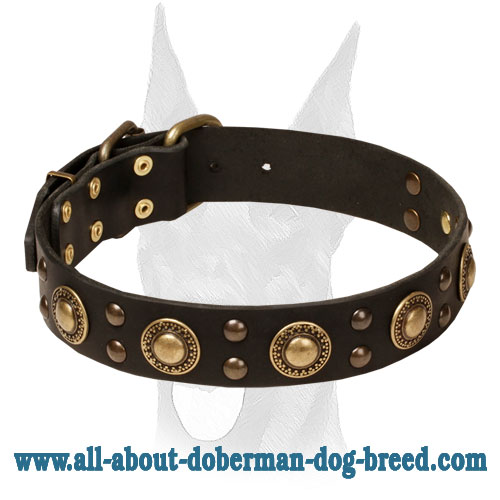 Leather Doberman Collar With Bright Mix of Brass Decorations
