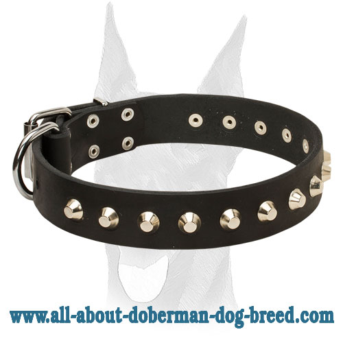 Wide stylish Doberman collar with nickel cones