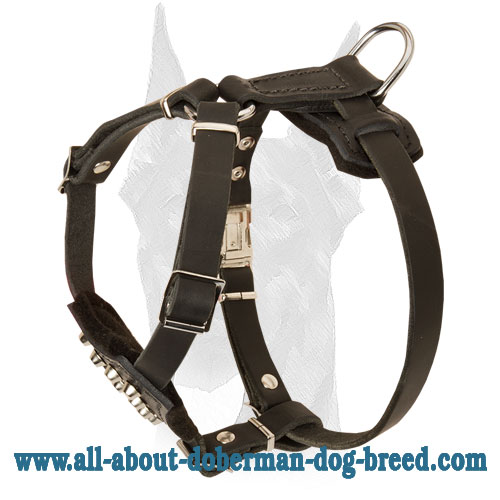 Super soft leather Doberman puppy harness studded with cones - Click Image to Close
