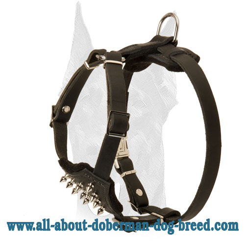 Spiked Doberman puppy harness with soft padding