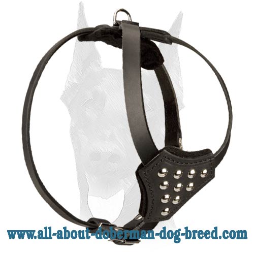 Walking and training leather Doberman puppy harness with studs