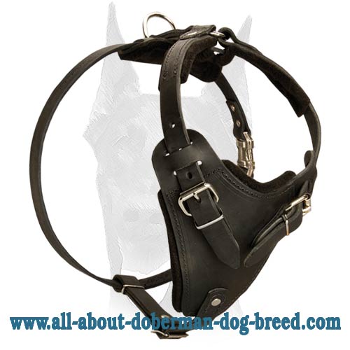 Padded Leather Dog Harness for Agitation Training