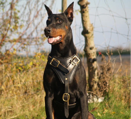 Doberman Leather Dog Harness for Training,tracking,walking a dog : Doberman  Breed: Dog harness, Muzzle, Collar, Leash