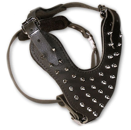 Spiked 2-Ply Latigo Harness for Doberman