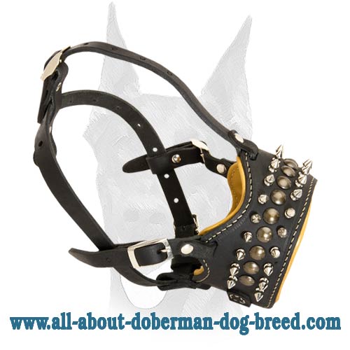 Stylish Doberman leather muzzle with spikes and studs
