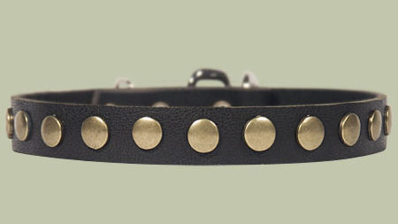 Studded Leather Puppy Collar for Doberman puppy