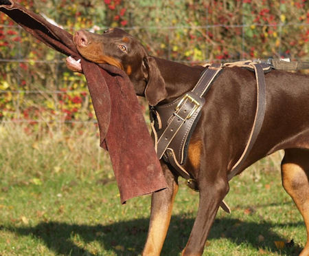 Like Tru-Fit Dog harness-Smart Harness for Doberman