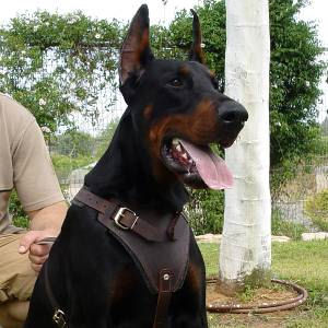 Doberman Deluxe Leather dog harness for
walkimg,tracking,training