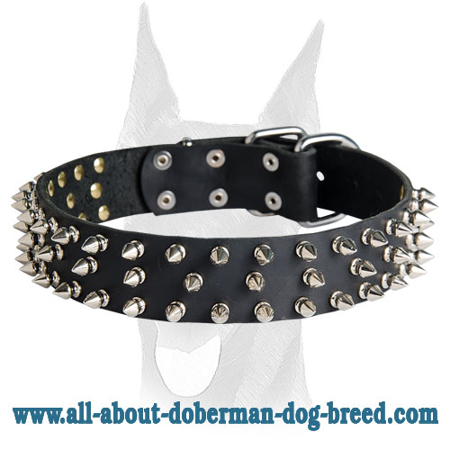 Black Leather Spiked dog Collar for Doberman