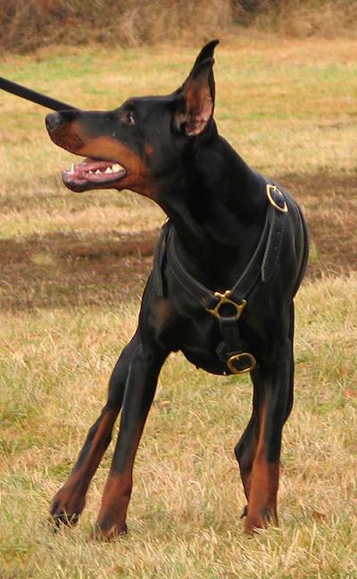 Doberman Pinscher Luxury handcrafted leather dog harness