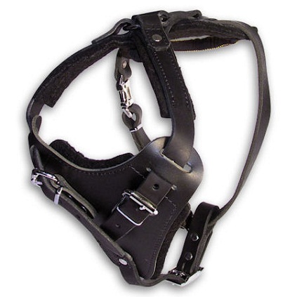 Have Leather Agitation Harness for Doberman