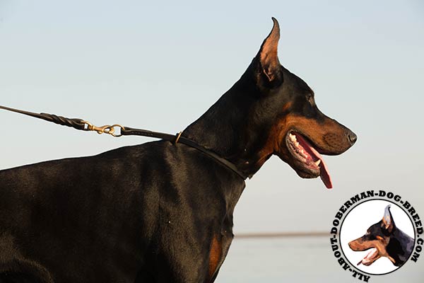Doberman leather leash with reliable brass plated hardware for perfect control