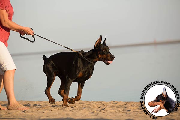 Doberman leather leash with rust-free hardware for tracking