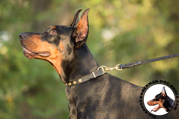 Doberman leather leash with strong handle for basic training